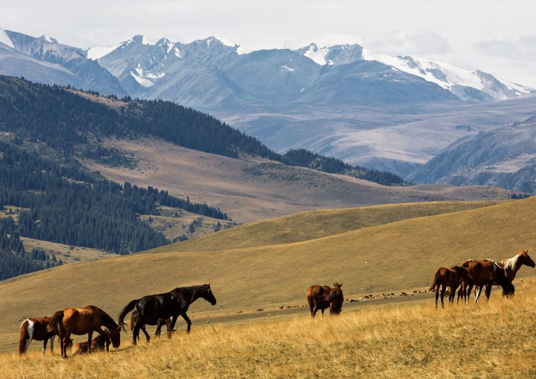 Krygyzstan & Kazakhstan