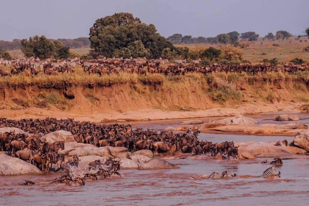 Kenya migration